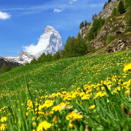 Birken * Zermatt